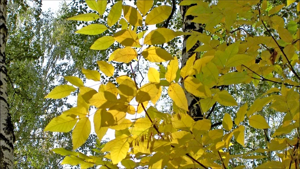 Yellow leaf