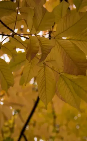 Ash leaves