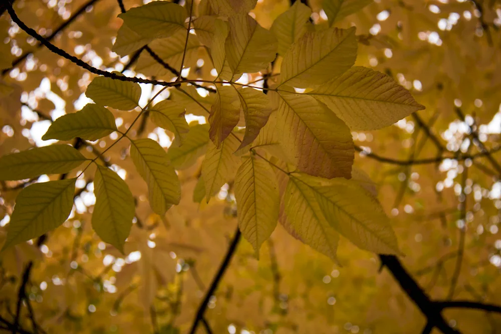 Ash leaves