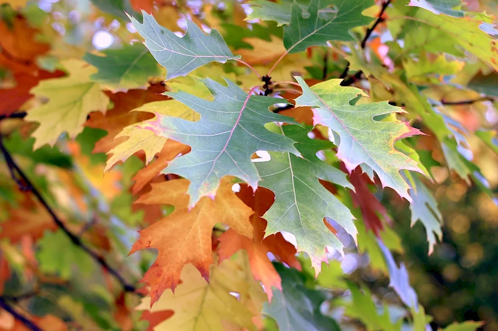 Nose-leaved ash tree leaves