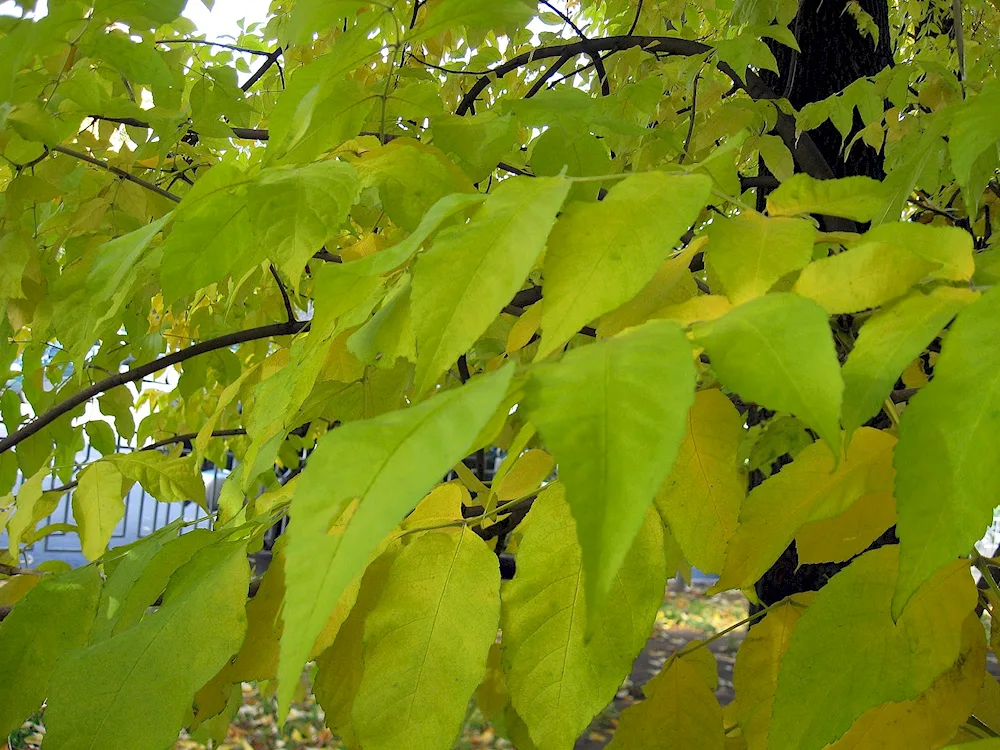 Fraxinus rhynchophylla