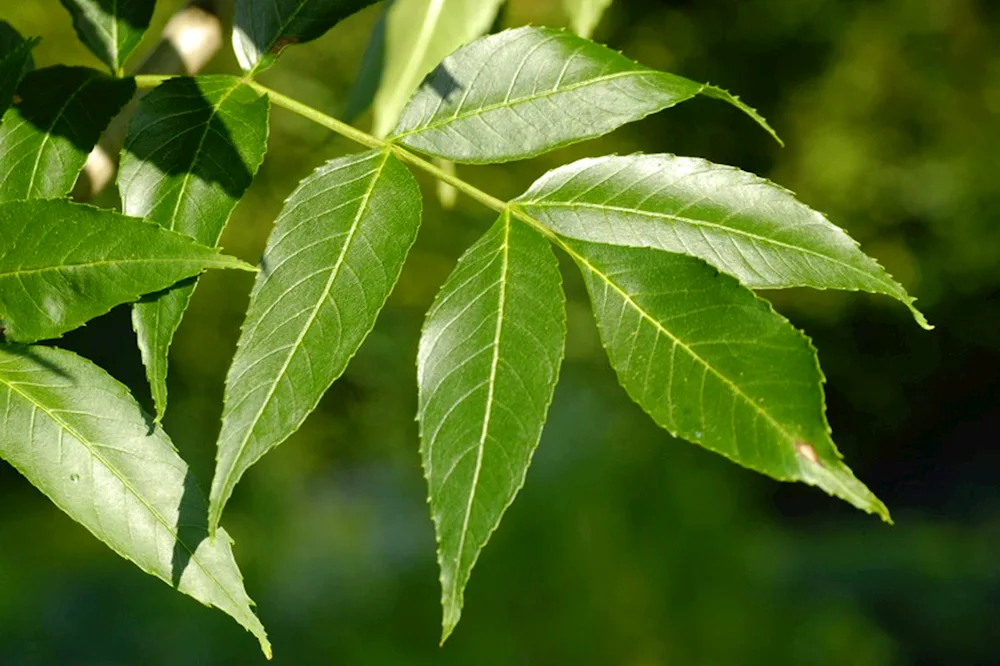 Earling Fraxinus rhynchophylla