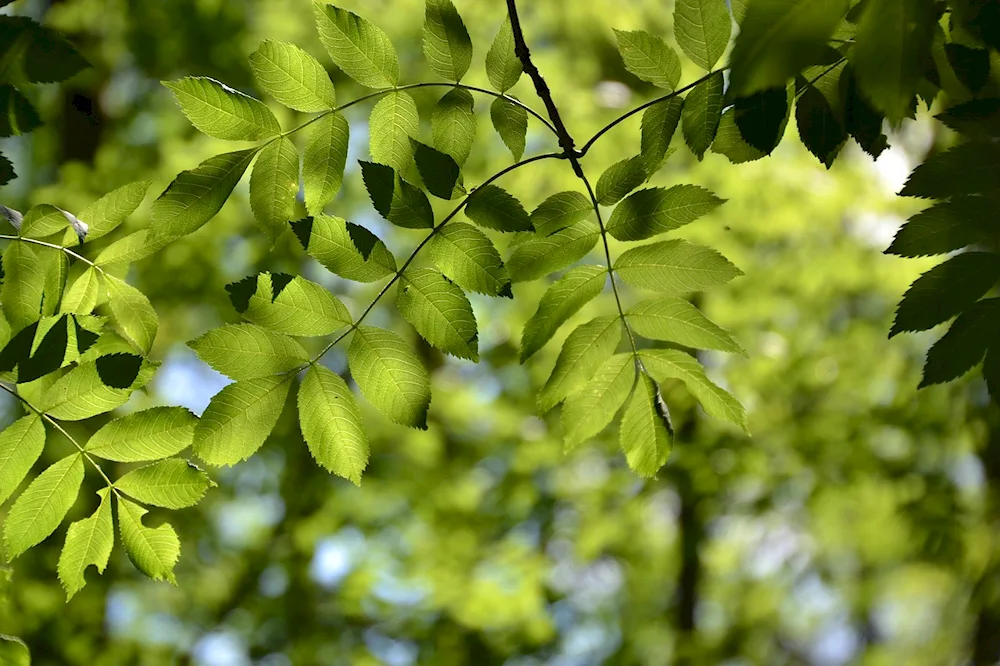 Lanceolate ash tree leaves