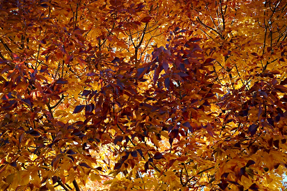 Common ash tree in autumn