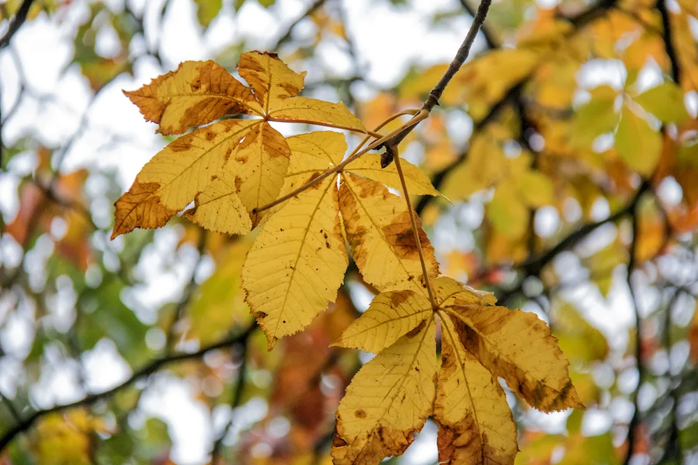 Lanceolate ash tree leaves