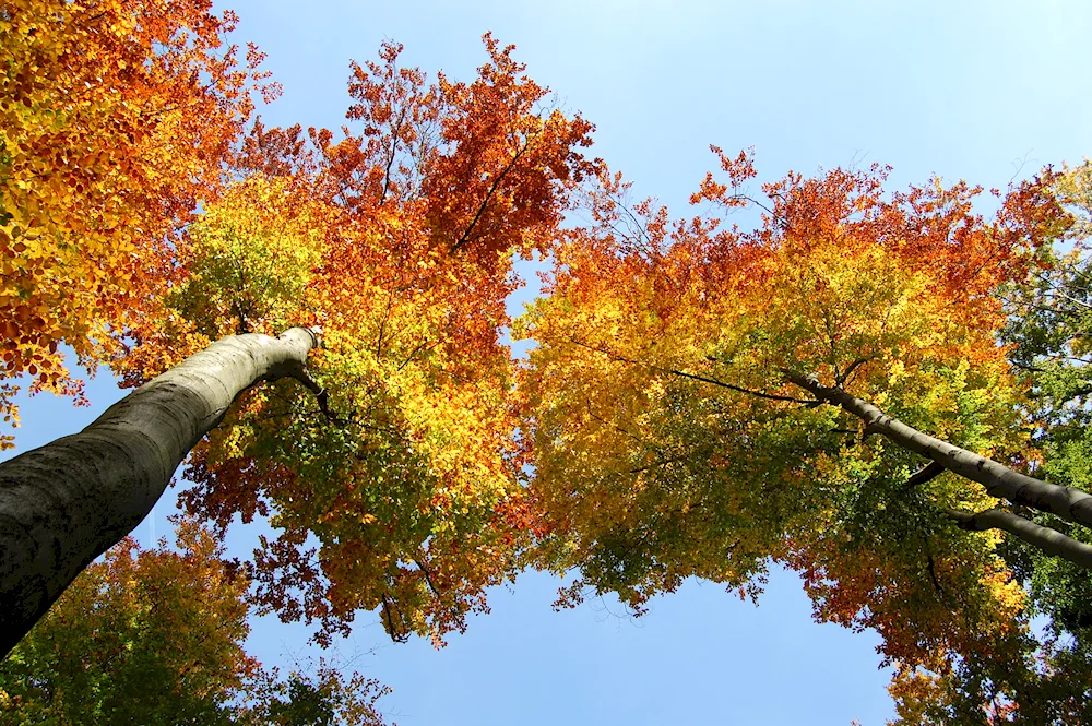 Orange trees in autumn