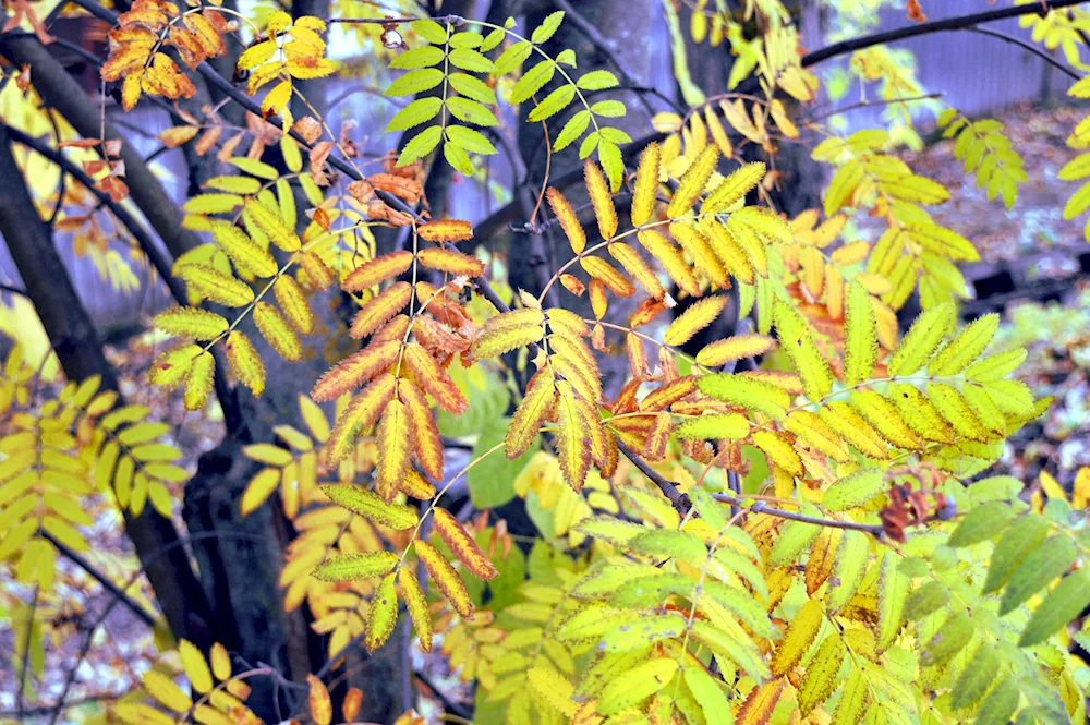 Leaves on white background