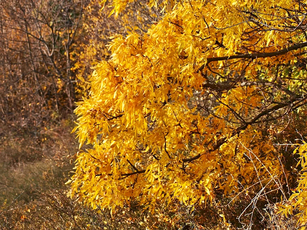 Autumn ash tree leaf