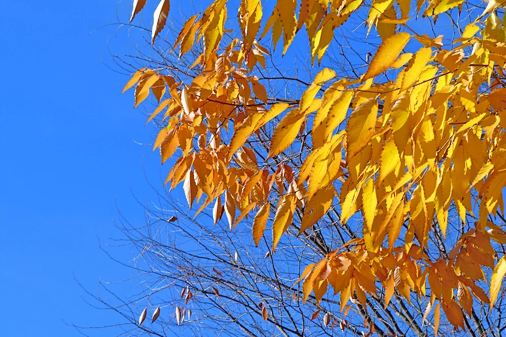 Autumn ash leaf