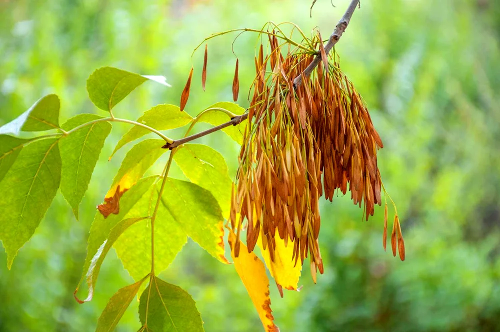 Pennsylvania ash tree Fraxinus pennsylvanica