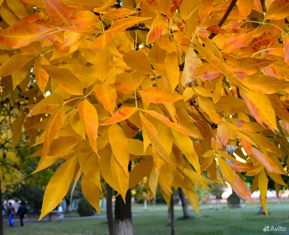 Yellow-leaved ash tree