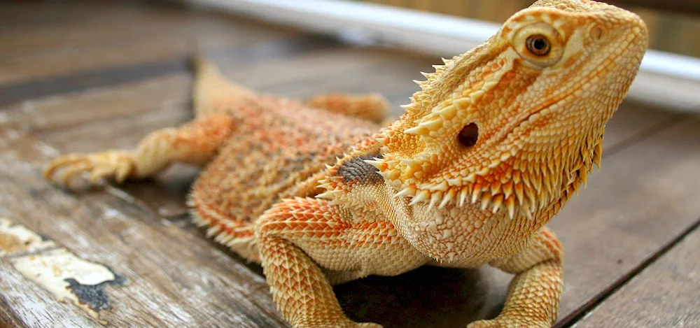 Dragon desktop pictures