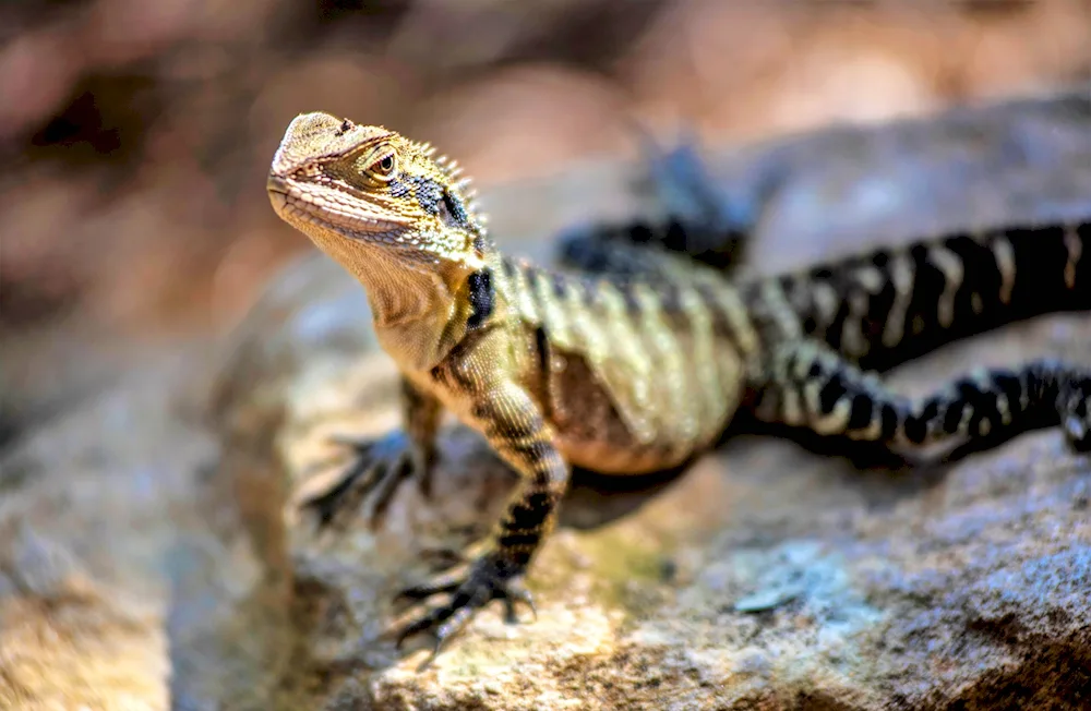 Raran toad lizard