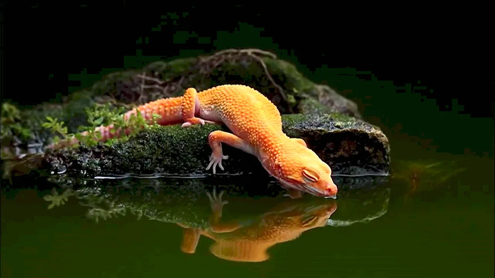 Spotted leopard eublefar lizard