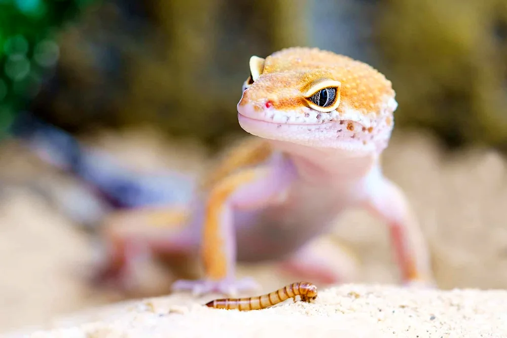 Bananoeater lizard