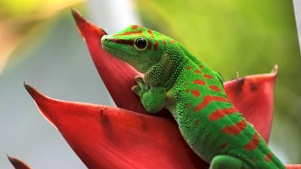 Gecko lizard