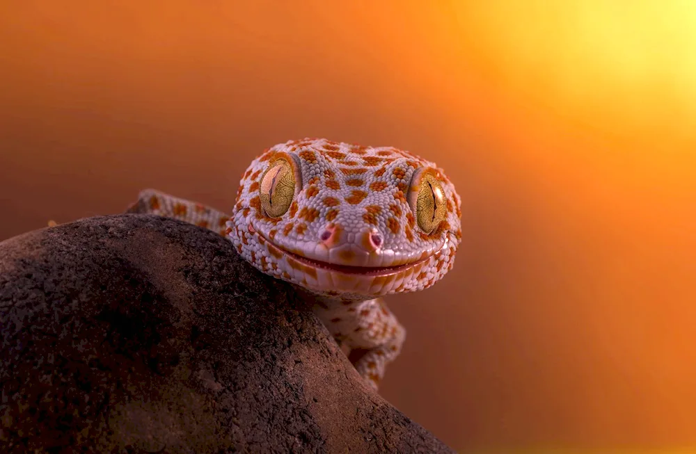 Eublefar gecko lizard