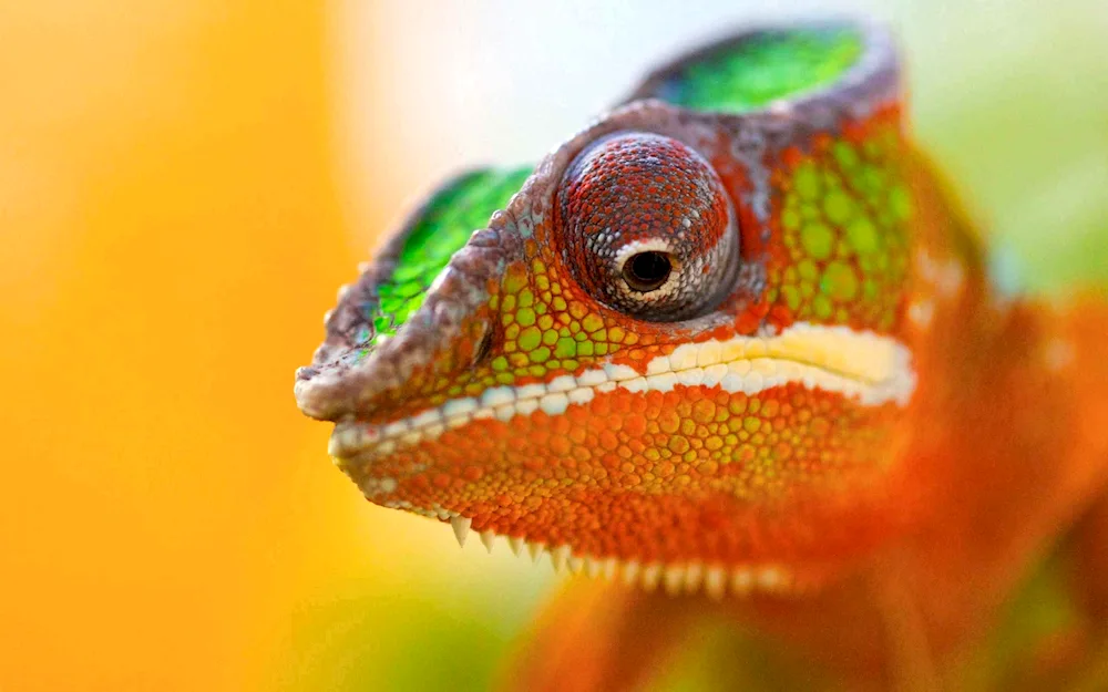 Chameleon lizard