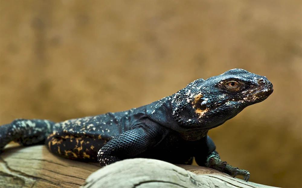 Belt-tailed lizard