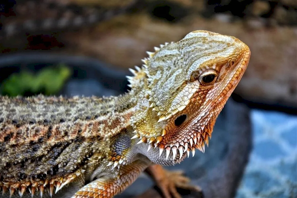 Dragon lizard