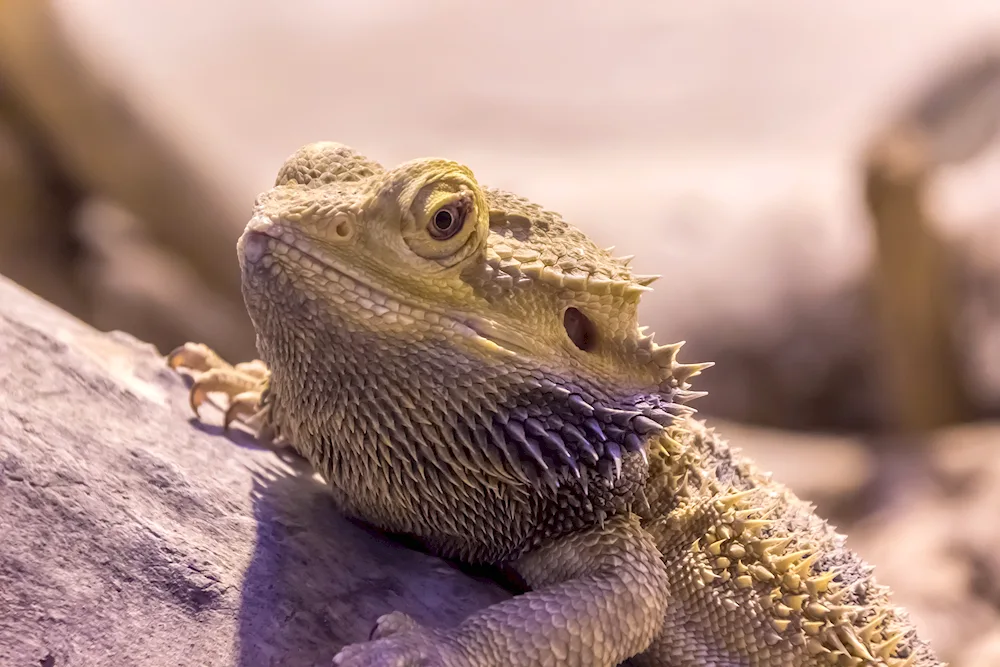 Bearded dragon agama