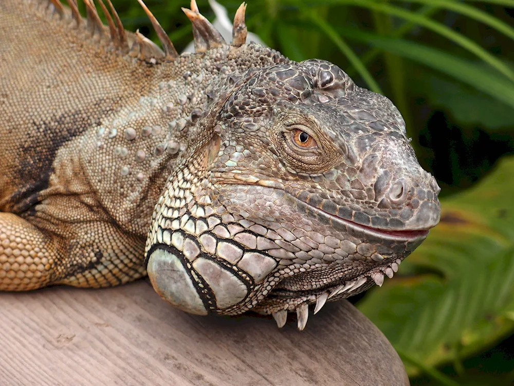 Comodian Varanus
