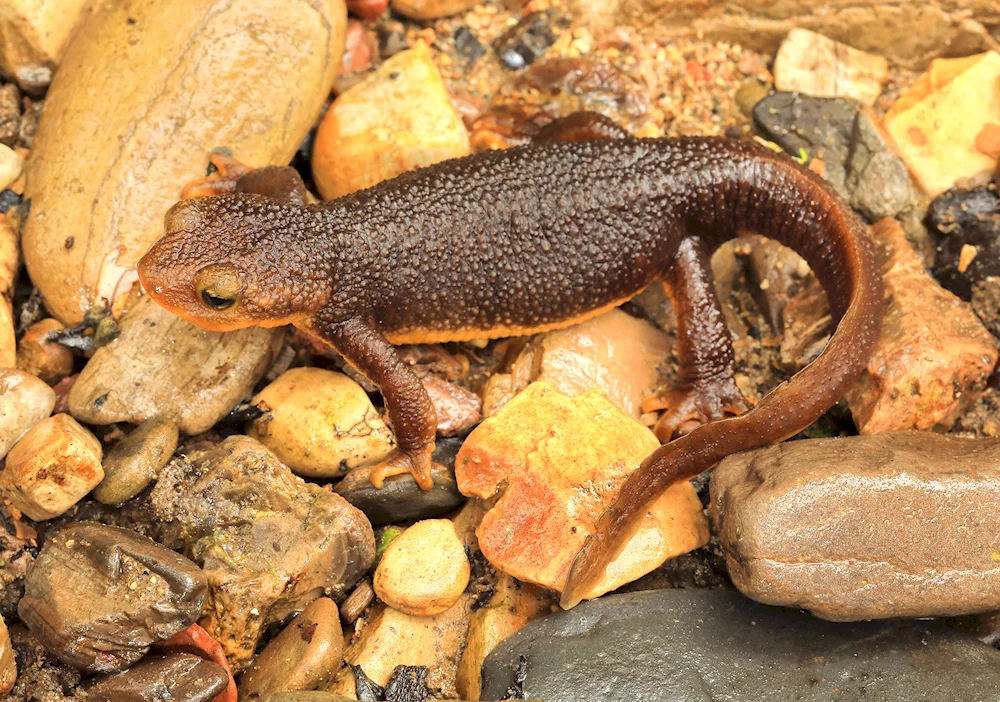 Melanistic lizard