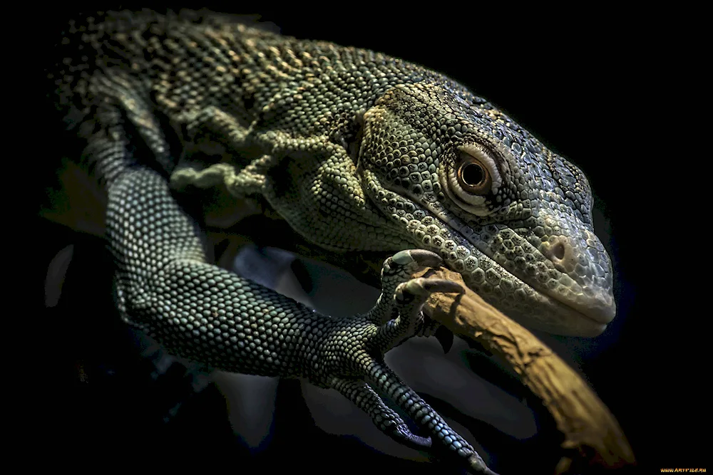 Iguana lizard