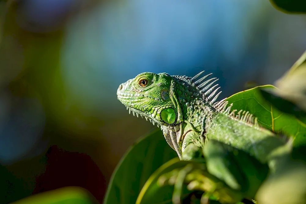 Iguana lizards chameleons