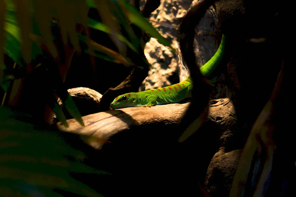 Tropical rainforest lizards