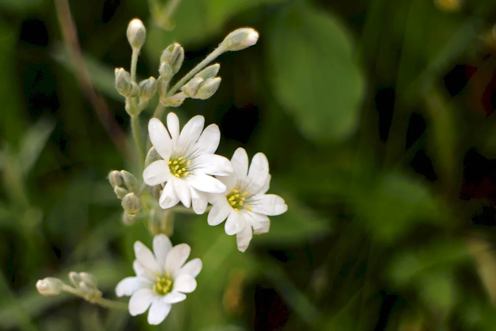 Wildflowers