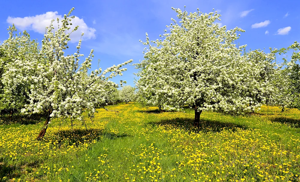 Cherry blossom apple tree