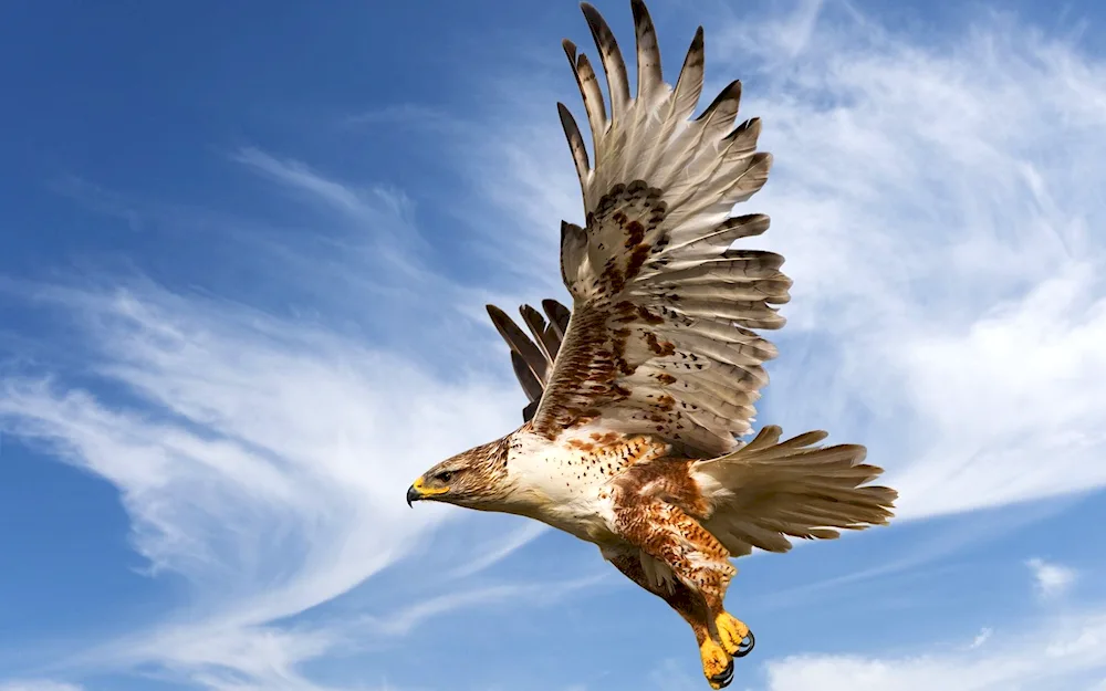 Kestrel Gyrfalcon peregrine falcon