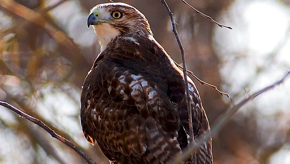 Bunting hawk