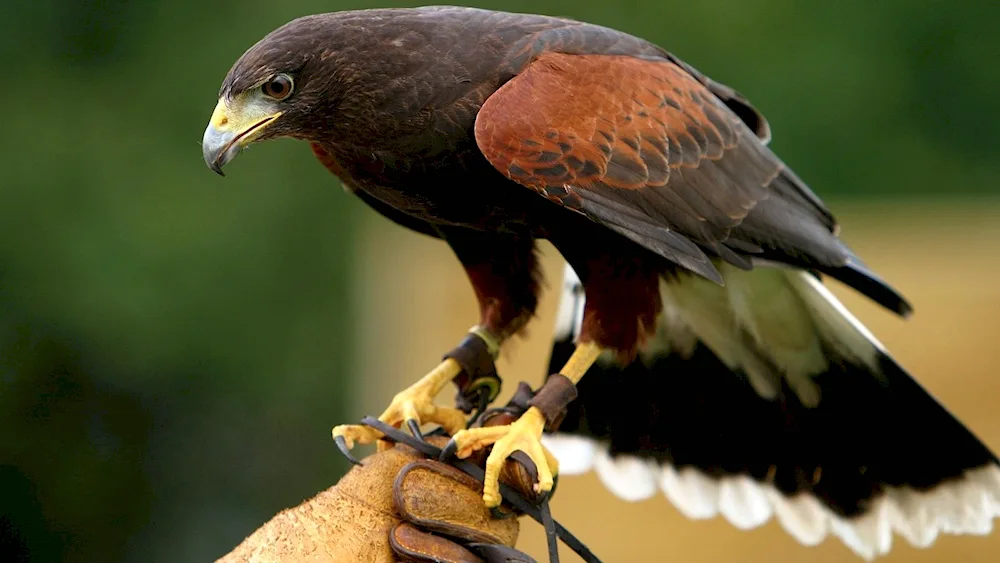 Harris's hawk