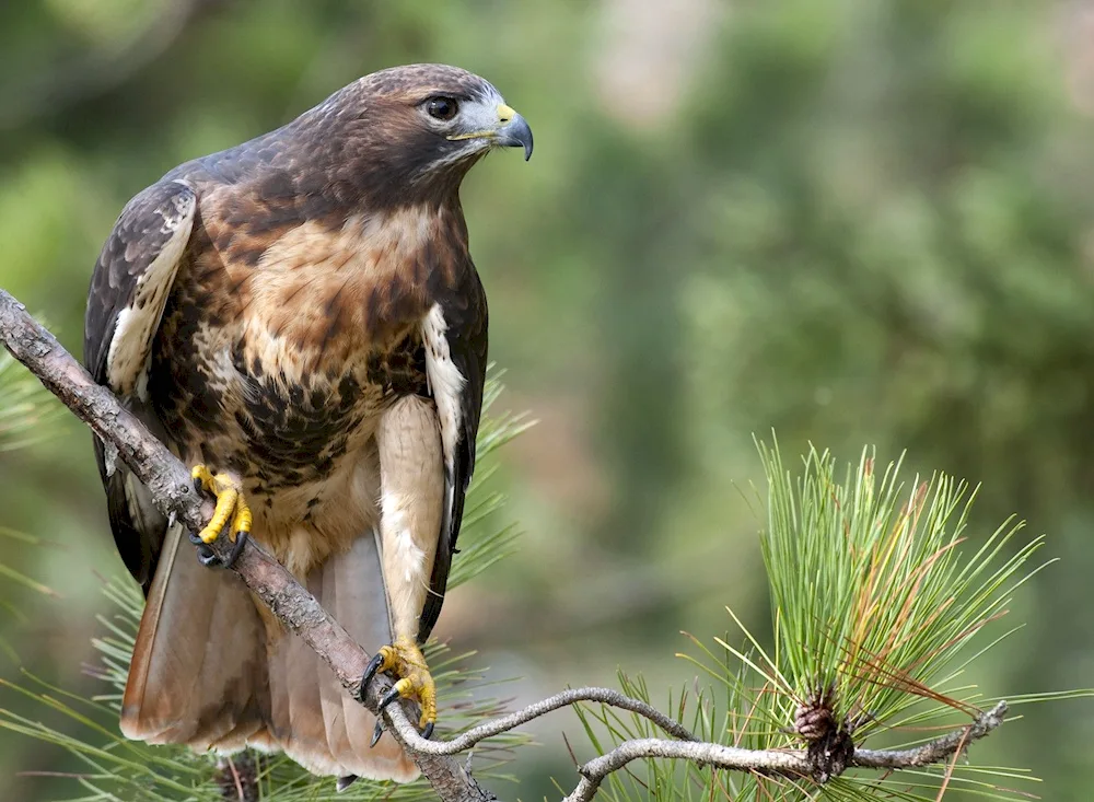 Birds of Prey of the Leningrad Region Buzzard