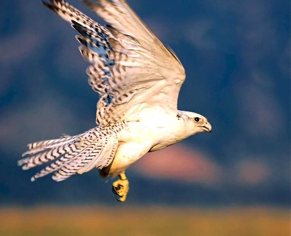 Falcon in the sky