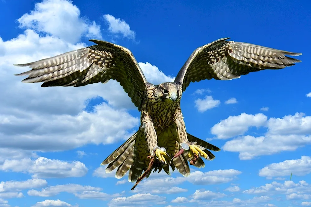 Hawk Wedrfelnir
