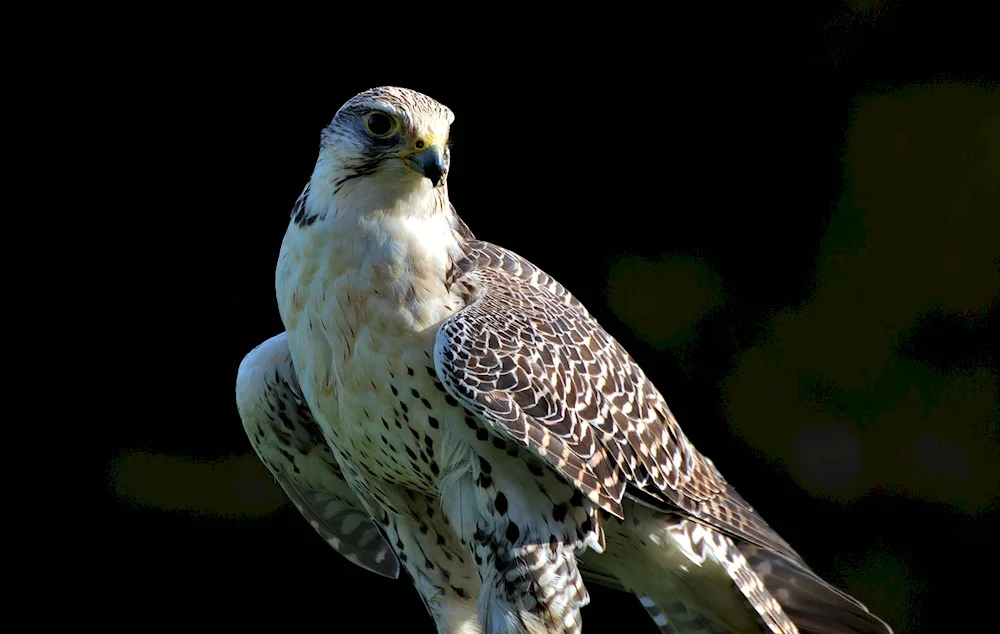 Polar birds of prey Peregrine Falcon. Owl bird