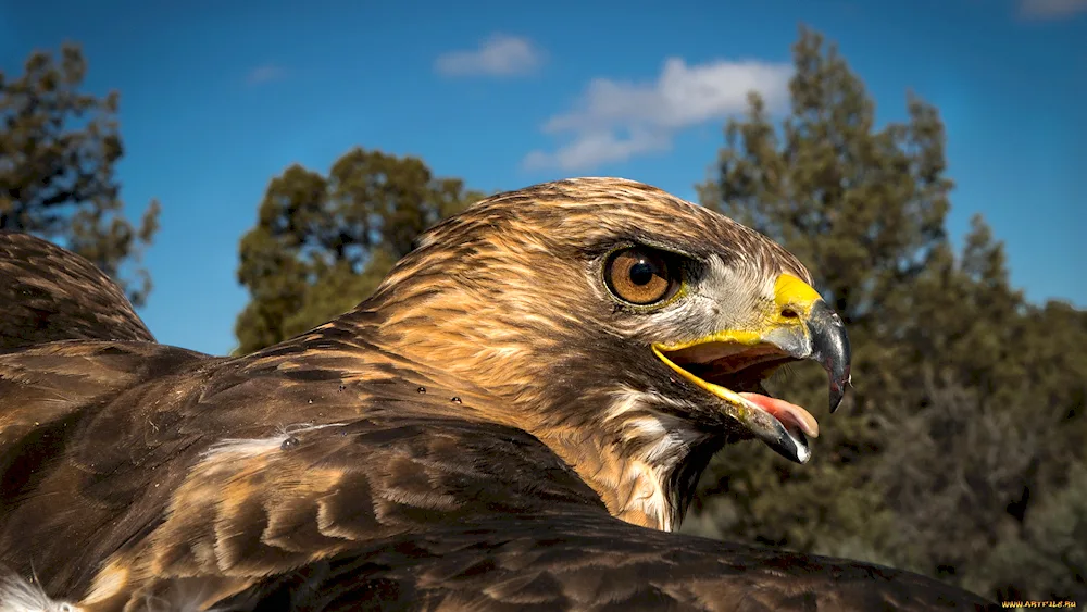 Hawk hook-nosed bird