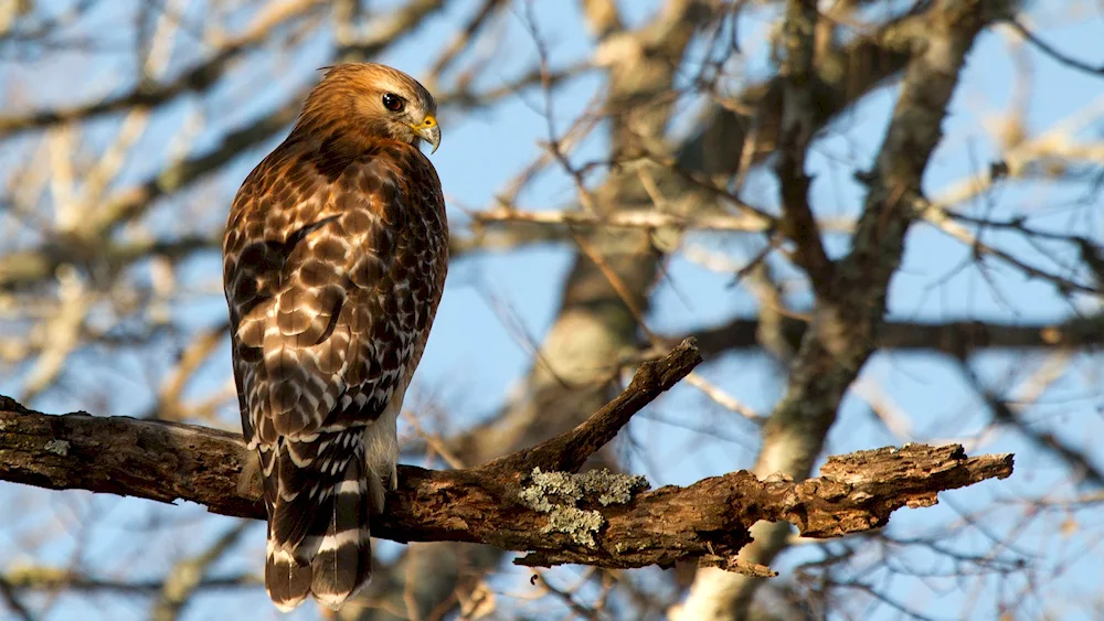 Hawk on a branch