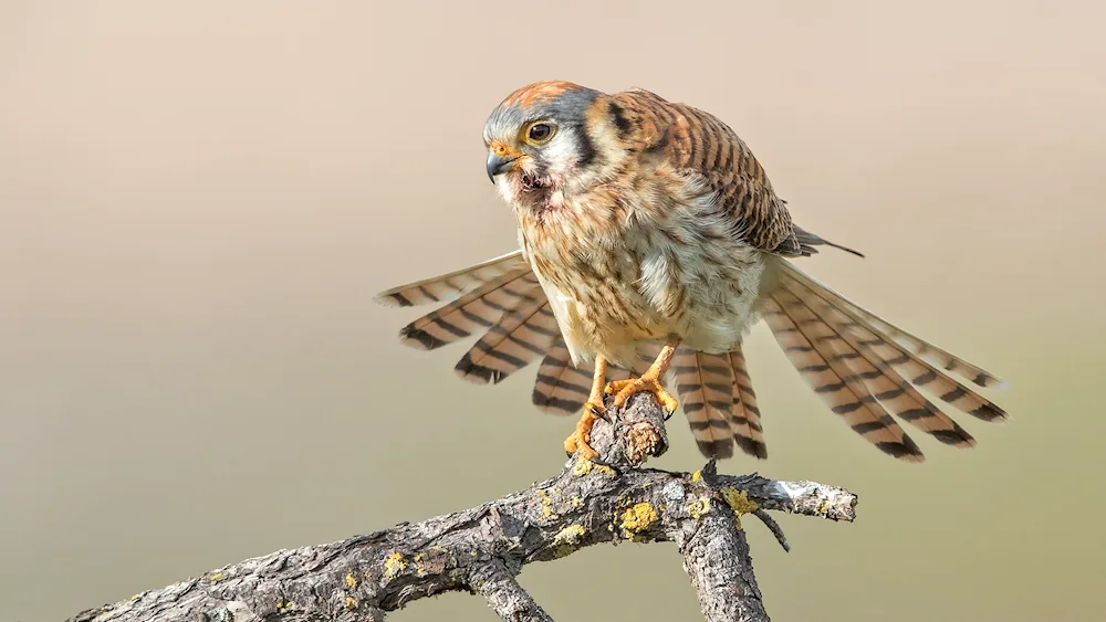 Hawk Kestrel