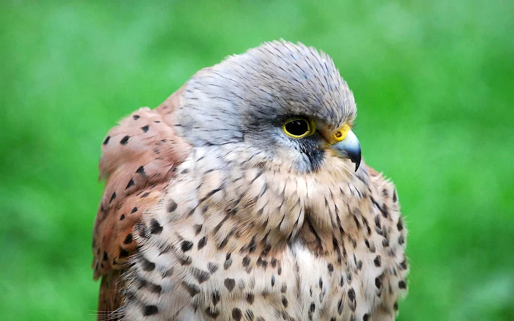 Hawk Kestrel of the Moscow Region