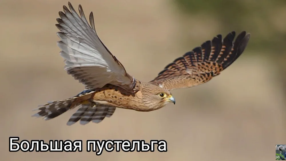 Kestrel hawk