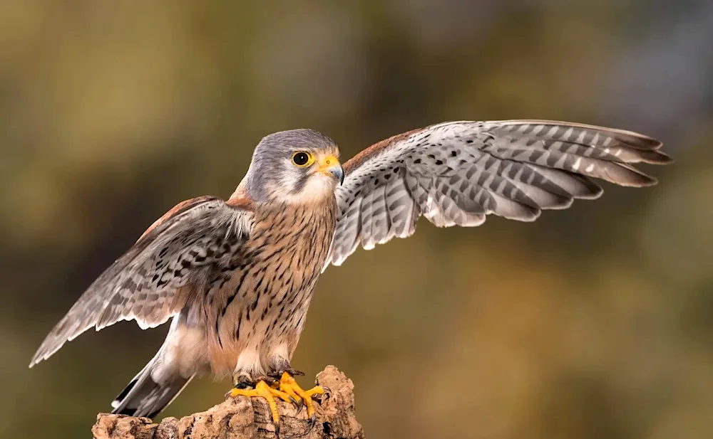 Peregrine Falcon