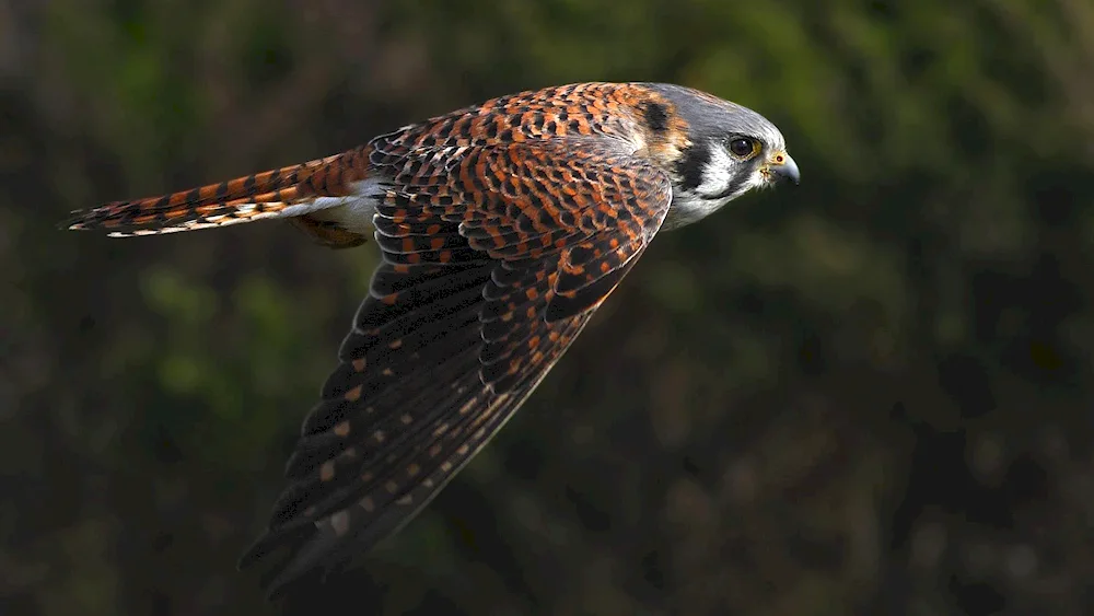 Kestrel hawk