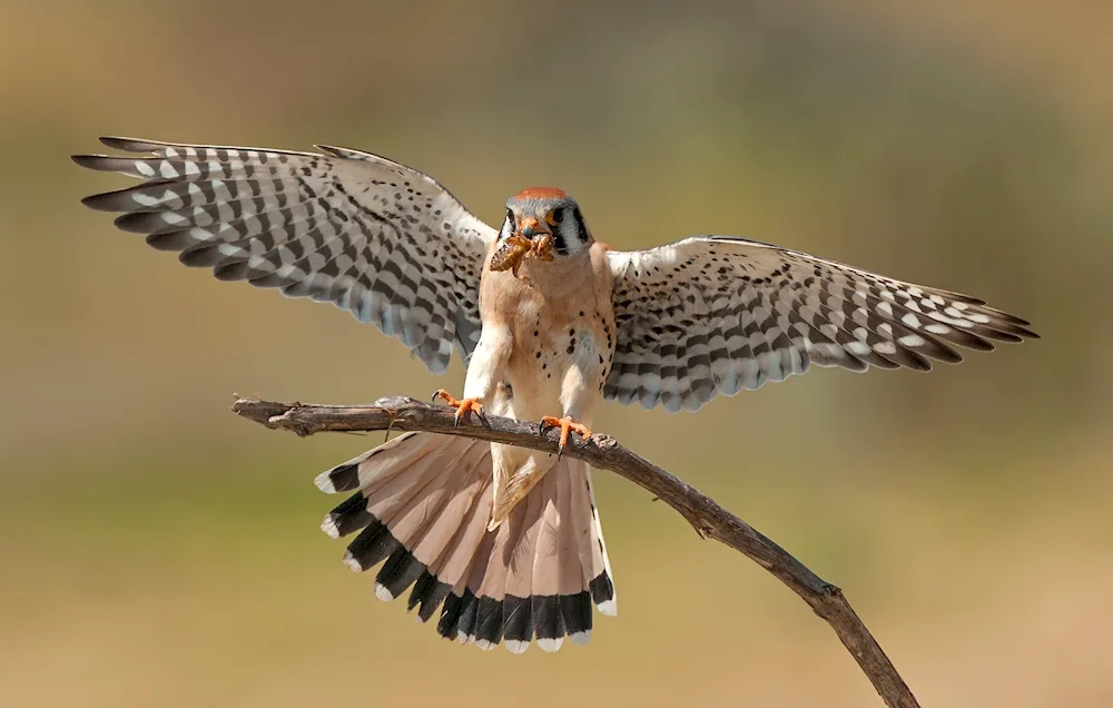 Kestrel steppe