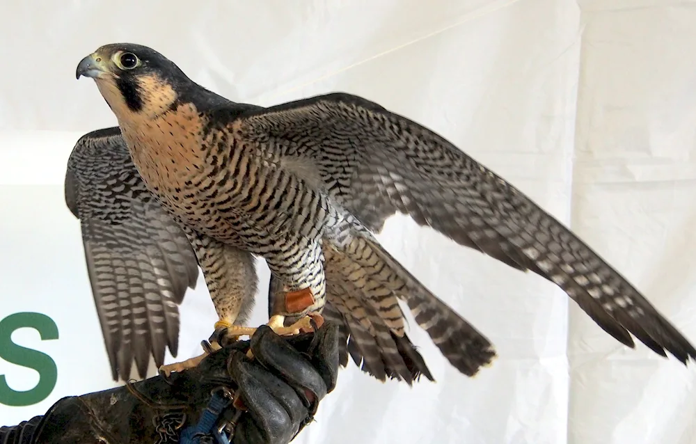 Peregrine Falcon birds of prey. bird