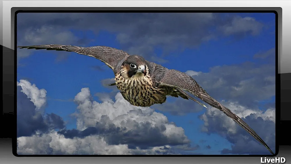 Eagle Falcon hawk Peregrine falcon
