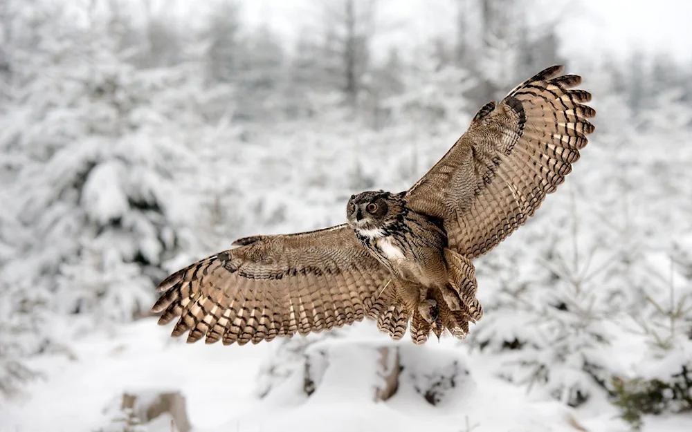 Long-tailed snowy eagle